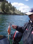 These fish will hit lures with 10" kokanee fillets sticking out of their mouths!